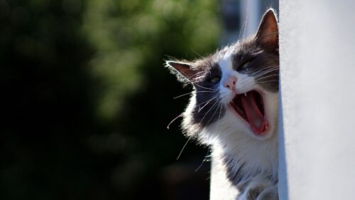 Cat, Yawn, Face, Fluffy, Funny Wallpapers Free Download