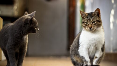 Cats, Couple Curiosity, Satisfied Wallpapers Free Download
