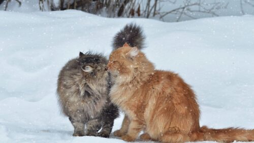 Cats, Couple, Snow, Winter, Kiss Wallpapers Free Download
