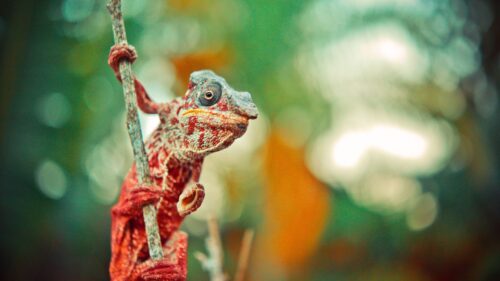Chameleon, Reptile, Lizard Wallpapers Free Download