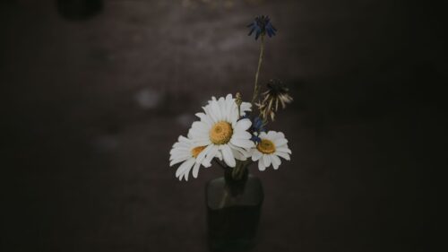 Chamomile, Bouquet, Vase Wallpapers Free Download