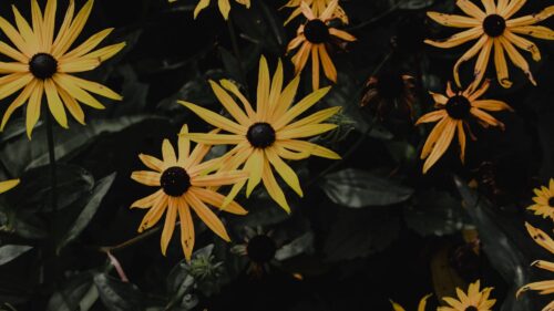 Chamomile, Flower, Petals Wallpapers Free Download