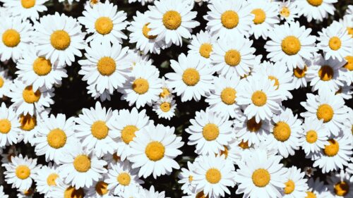 Chamomile, Flowers, White Wallpapers Free Download (2)