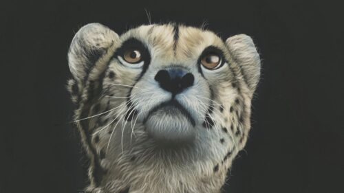 Cheetah, Art, Drawing Wallpapers Free Download