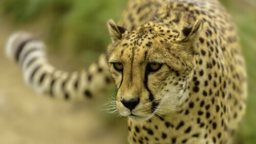 Cheetah, Face, Blurring Wallpapers Free Download