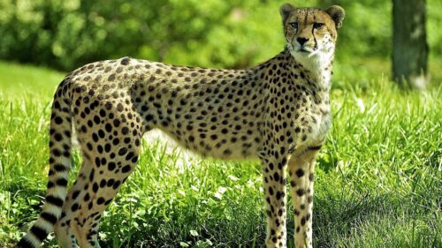 Cheetah, Grass, Predator, Watch Wallpapers Free Download