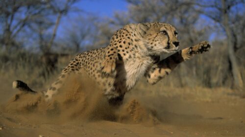 Cheetah, Jump, Run, Field, Grass, Dust Wallpapers Free Download