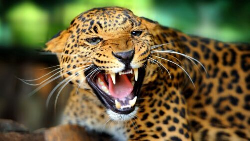 Cheetah, Teeth, Predator, Look, Big, Cat Wallpapers Free Download