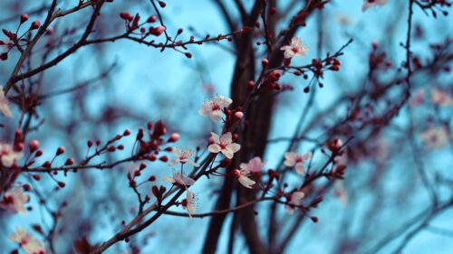 Cherry, Bloom, Spring Wallpapers Free Download