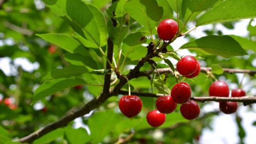Cherry, Fruit, Branch Wallpapers Free Download