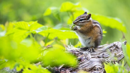 Chipmunk, Food, Leaves, Meal, Grass Wallpapers Free Download