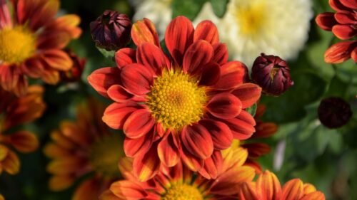 Chrysanthemum, Flower, Petals HD Wallpapers Download