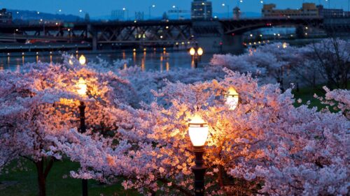 City, Spring, Night, Evening, Lights, Bridges HD Wallpapers Download