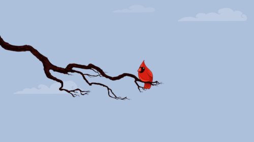 Clouds, Sky, Bird, Branch HD Wallpapers Download