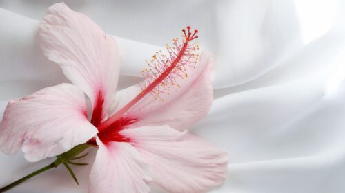 Coffee Cup, Flower HD Wallpapers Download