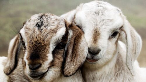 Couple, Beautiful, Lambs HD Wallpapers Download