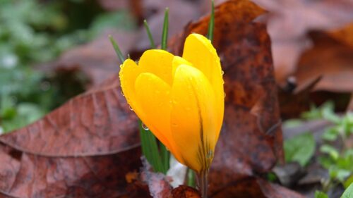 Crocus, Drops, Flower HD Wallpapers Download