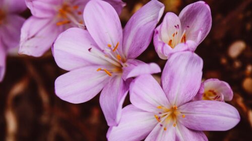 Crocus, Vernus, Flower, Blooming HD Wallpapers Download