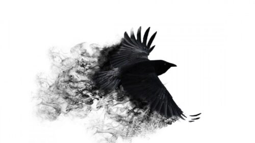 Crow Wings, Bird, Swing HD Wallpapers Download