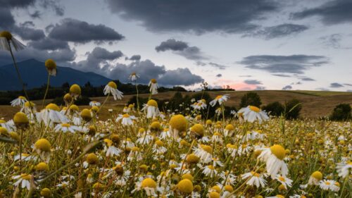 Daisies, Field, Cloudy Free Wallpapers Download