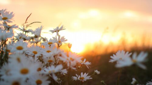 Daisies, Flowers, Blur Free Wallpapers Download