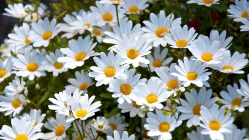 Daisies, White, Meadow, Summer Free Wallpapers Download
