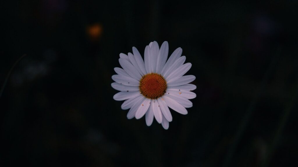 Previous