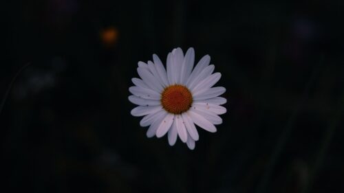 Daisy, Field, Flower,Dark, Background Free Wallpapers Download