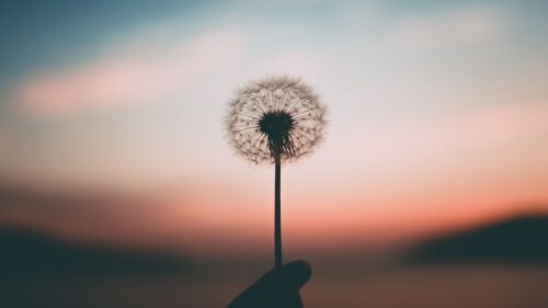 Dandelion, Blur, Fluff, Hand Free Wallpapers Download