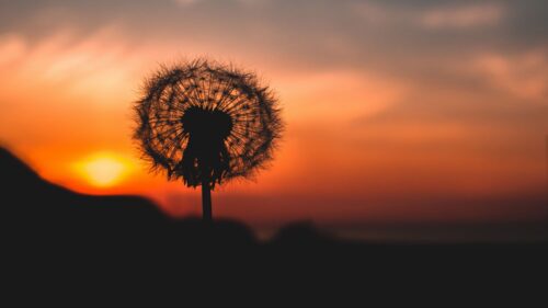 Dandelion, Down, Outlines Free Wallpapers Download