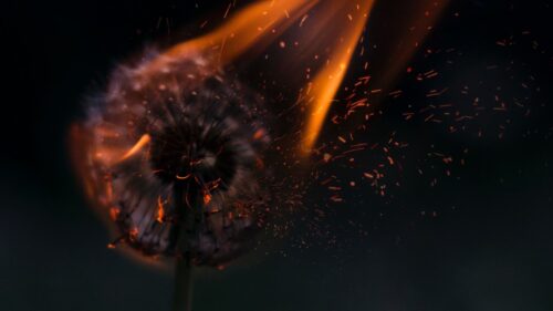 Dandelion, Fire, Sparks Free Wallpapers Download