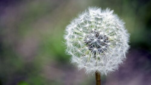 Dandelion, Flower, Down, Stem Free Wallpapers Download