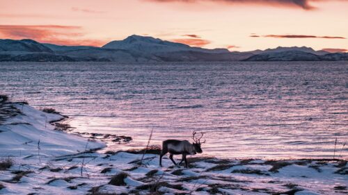 Deer, Animal, Coast Free Wallpapers Download