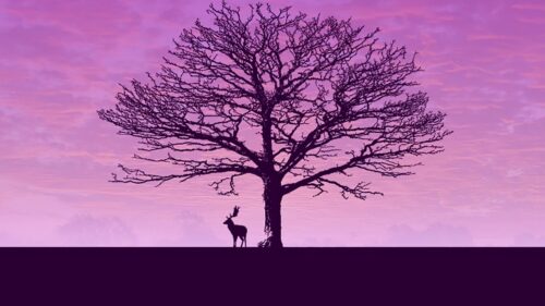 Deer, Tree, Minimalism HD Wallpapers Free Download