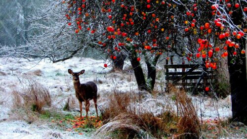 Deer, Winter, Snow, Walk, Forest HD Wallpapers Free Download