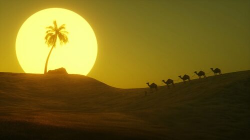 Desert, Sun, Palm HD Wallpapers Free Download