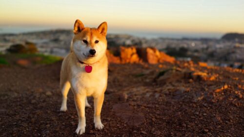 Dog, Akita, Inu, Grass, Walk HD Wallpapers Free Download
