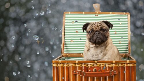 Dog, Basket HD Wallpapers Free Download