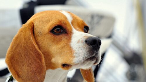 Dog, Beagle, Muzzle, Ears, Puppy HD Wallpapers Free Download