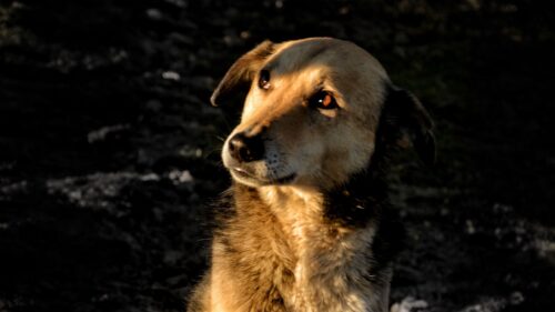 Dog, Brown, Pet HD Wallpapers Free Download
