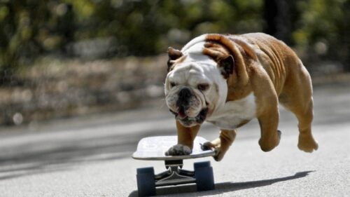 Dog, Bulldog, Skate HD Wallpapers Free Download