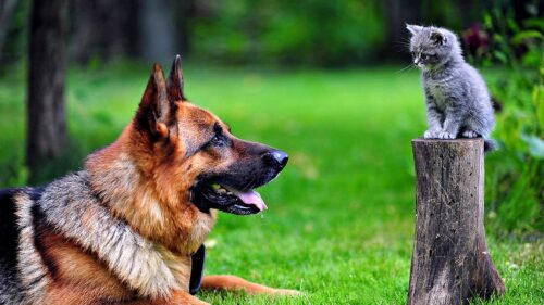 Dog, Cat, Grass, German, Shepherd HD Wallpapers Free Download