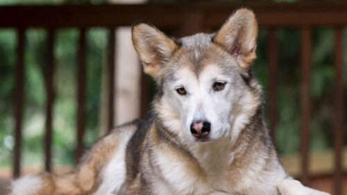 Dog, Face, Eyes, Sadness, Anticipation HD Wallpapers Free Download