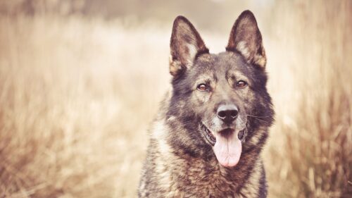 Dog, Face, Grass, Blurring HD Wallpapers Free Download