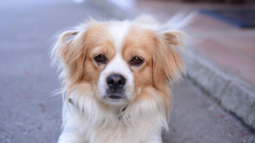 Dog, Face, Spotted, Nose HD Wallpapers Free Download