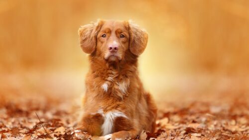 Dog, Foliage, Autumn HD Wallpapers Free Download
