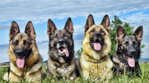 Dog, Grass, Lie, Down, Shepherd HD Wallpapers Free Download