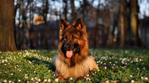 Dog, Grass, Sit, Protruding, Tongue HD Wallpapers Free Download