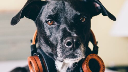 Dog, Headphones, Music, Lover HD Wallpapers Free Download