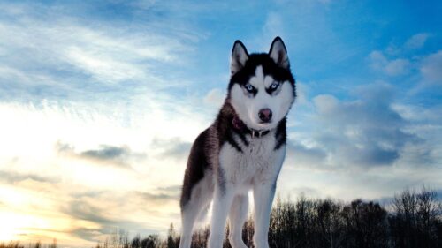 Dog, Husky, Look, Spotted, Muzzle HD Wallpapers Free Download